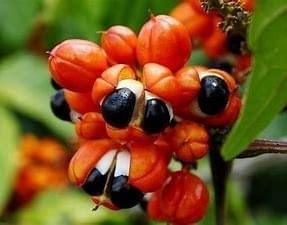 Guarana