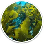 alpilean-supplement-Ingredient-Golden Algae