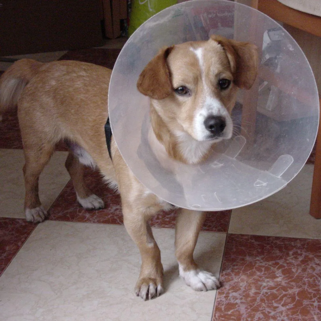 Leo wih the cone
