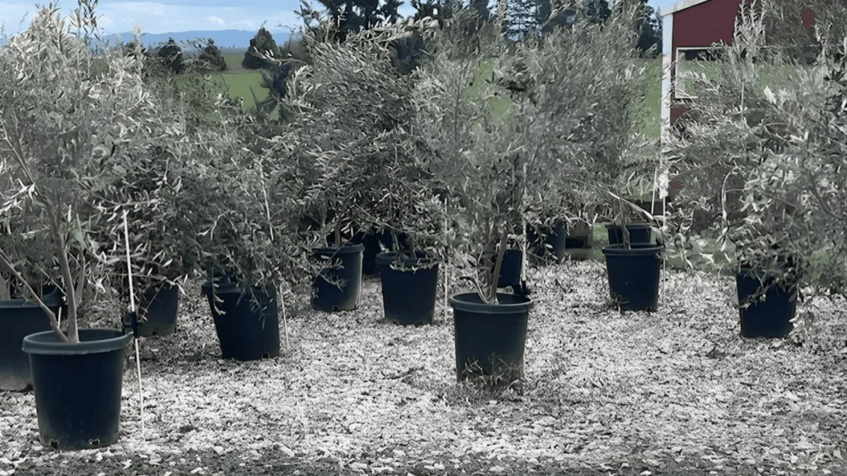 Oregon Olive Trees