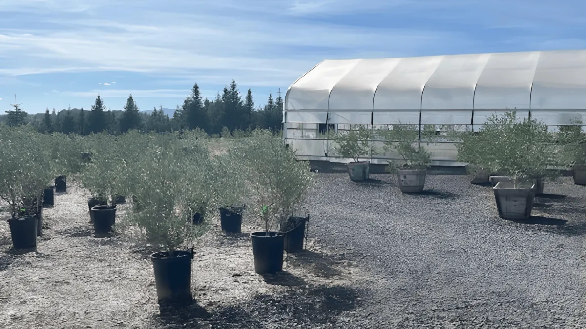 Oregon Olive Trees
