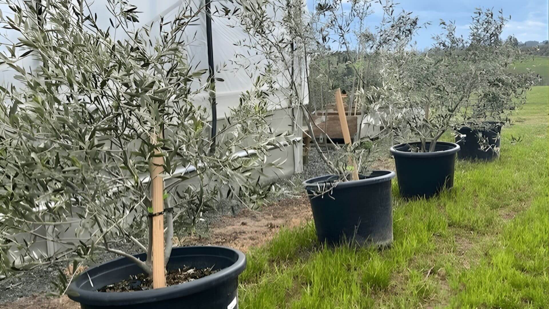 Oregon Olive Trees