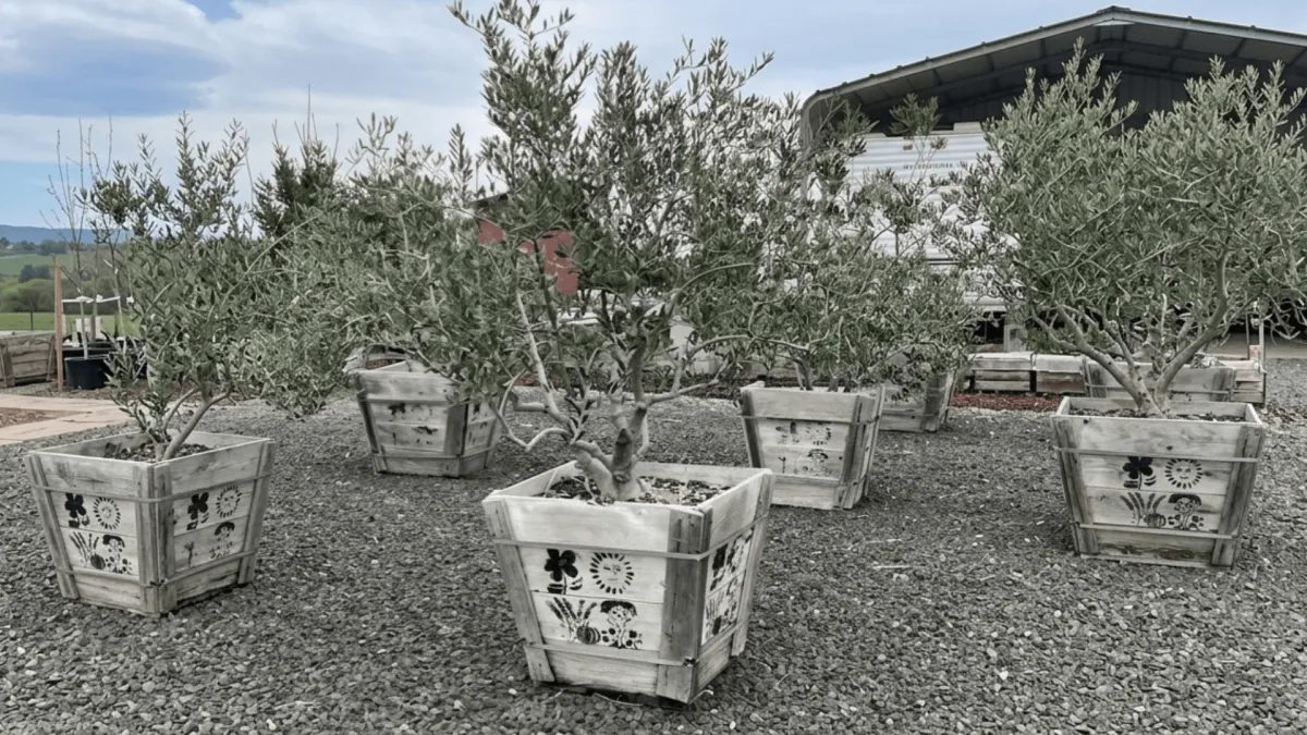 Oregon Olive Trees