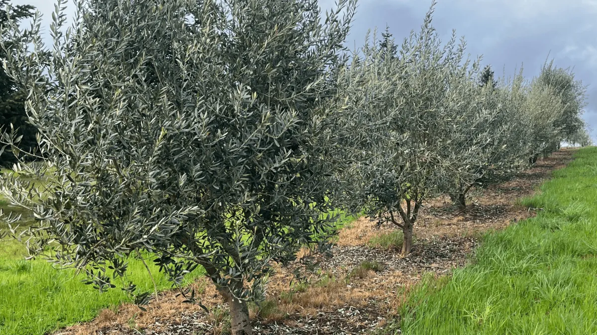 Oregon Olive Trees