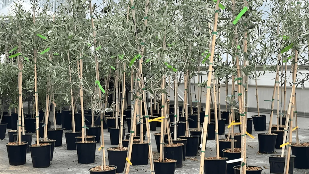2-Gallon Oregon Olive Trees
