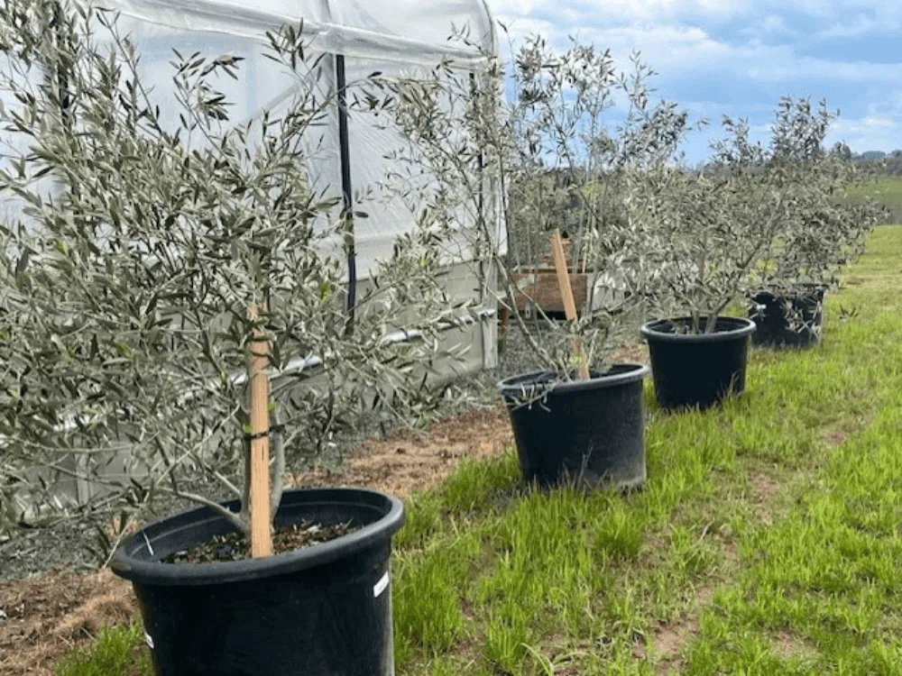#25 Multi-Stem ‘Wilsonii’ Oregon Olive Trees