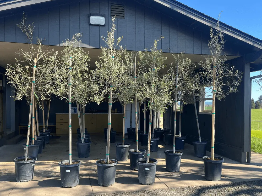 #15 Standard 'Wilsonii' Oregon Olive Trees