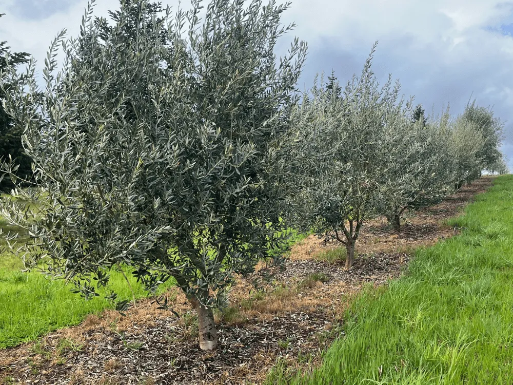 Oregon Olive Trees orchard