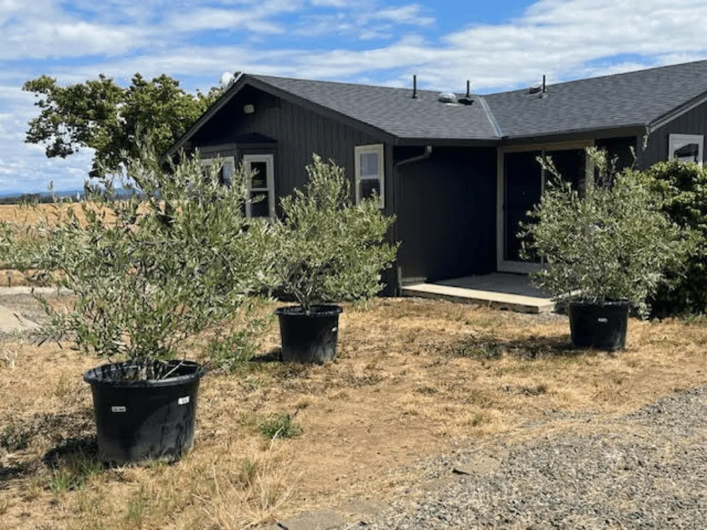 Oregon Olive Trees landscape