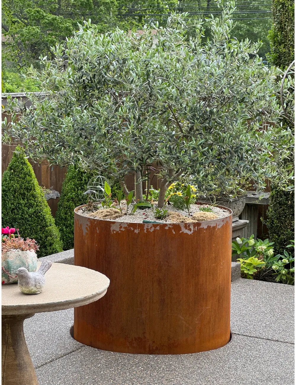 Oregon Olive Trees container plants