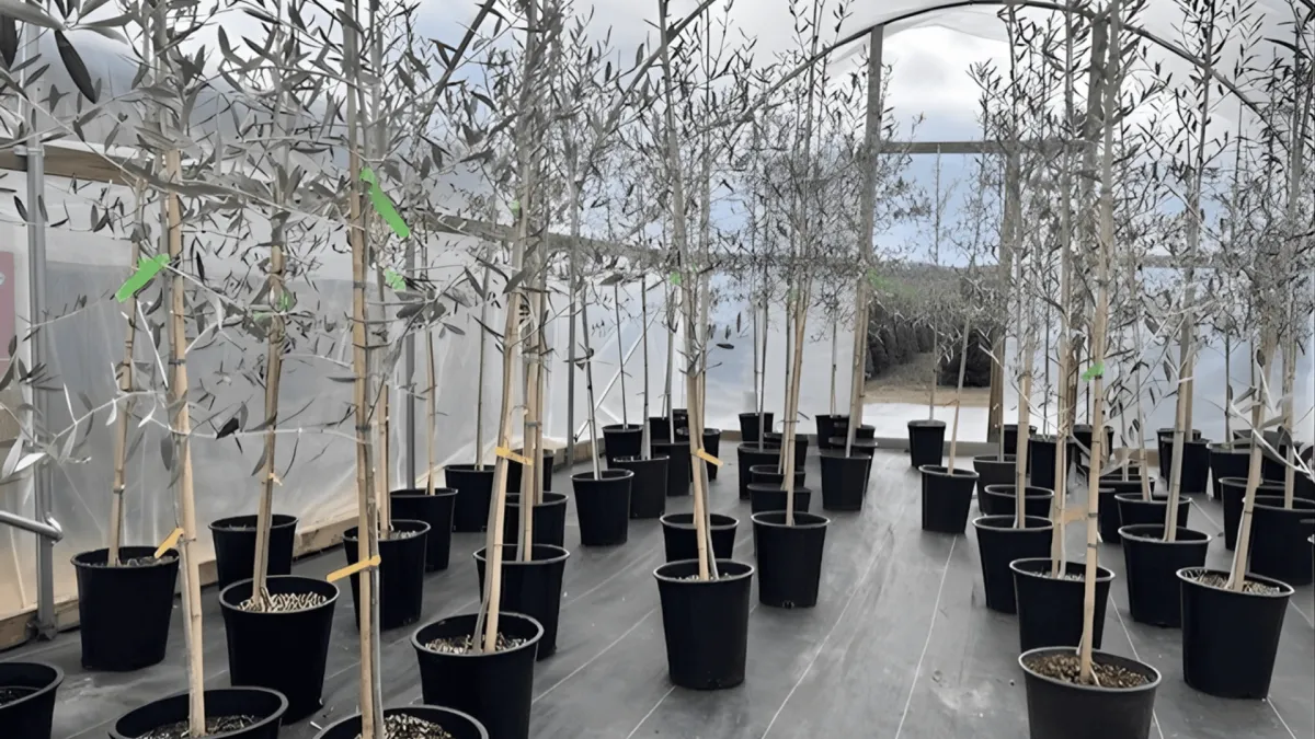 5-Gallon Oregon Olive Trees