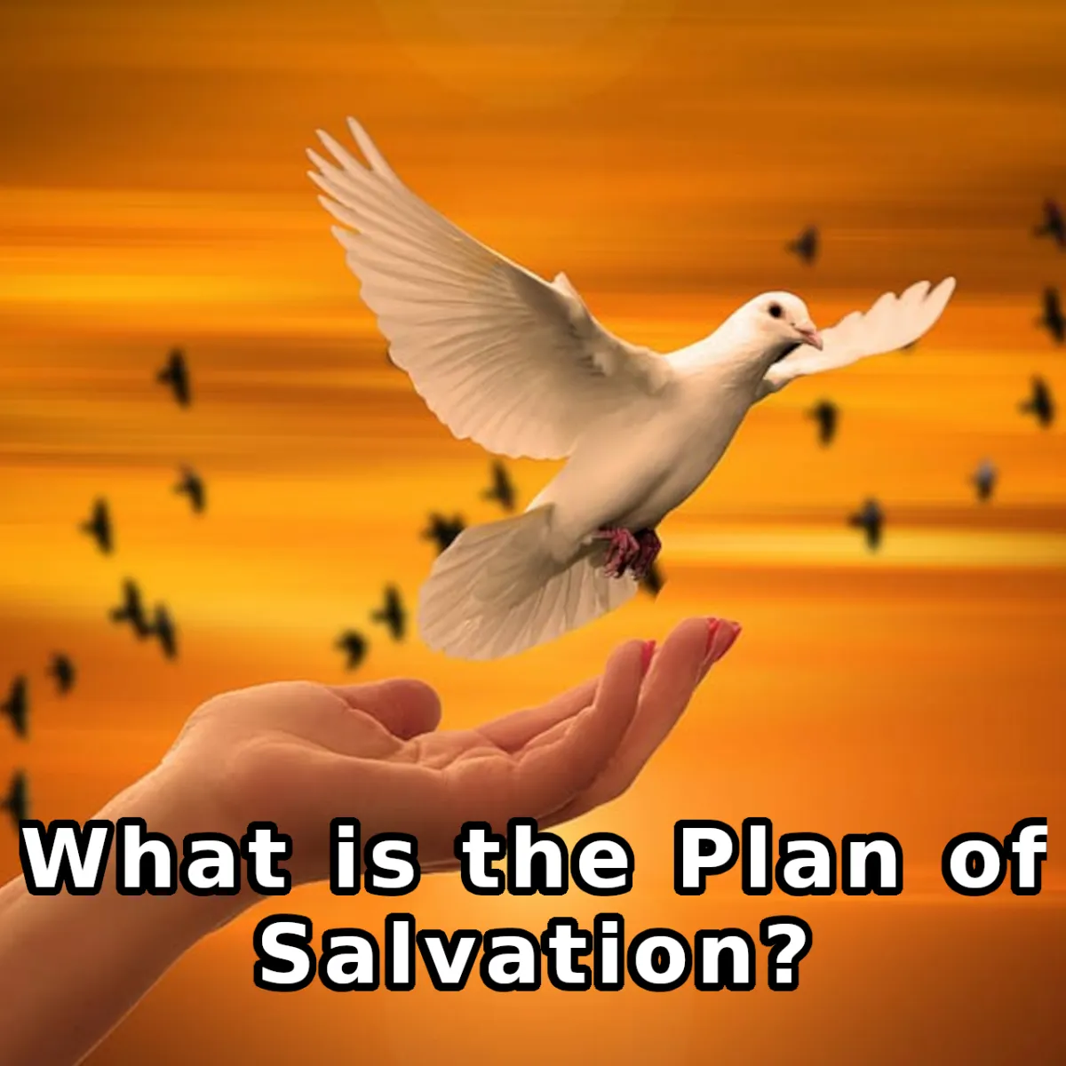 What is the Plan of Salvation?