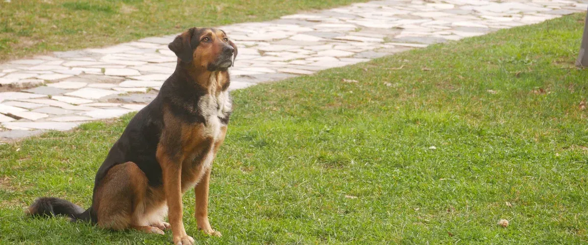 A black and tan dog sits on a grassy lawn with a cobblestone path behind it, looking up and to the right.