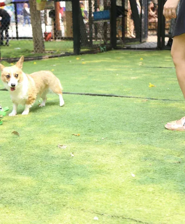 A tan and white Corgi dog with its mouth slightly open standing on artificial green grass with a person's legs nearby.