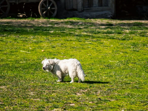 Dog lying and relaxing on grass in a sunny outdoor yard.