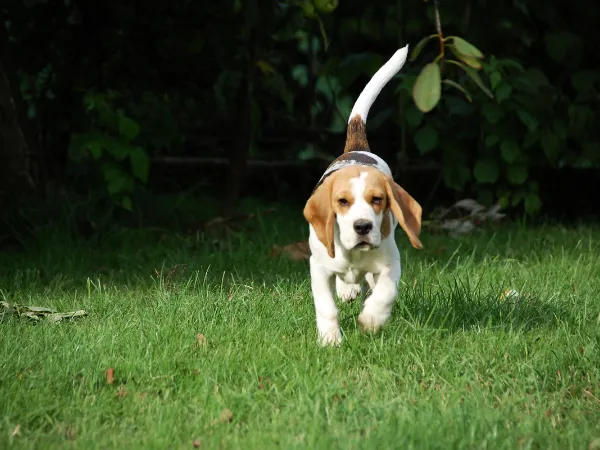 Dog in a grassy park area relieving itself