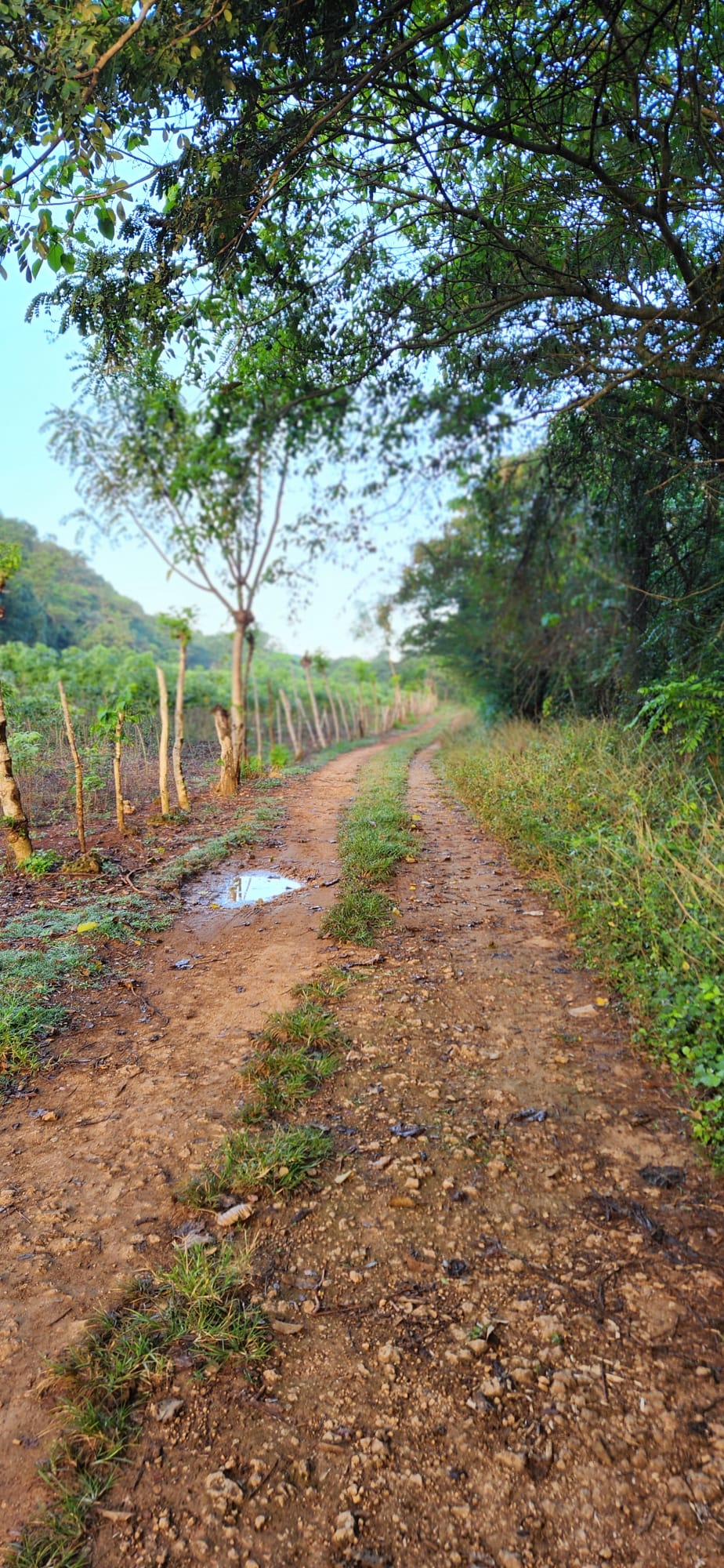 an elephant in the wild