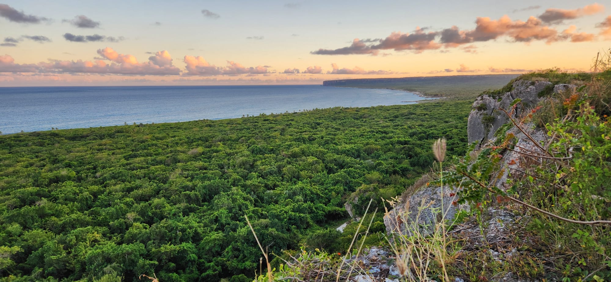 three bikes parked on a beach next to a palm tree