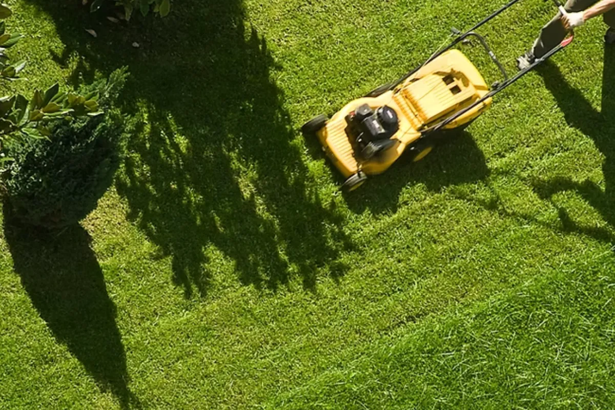 lawn mowing Glen Iris professional service