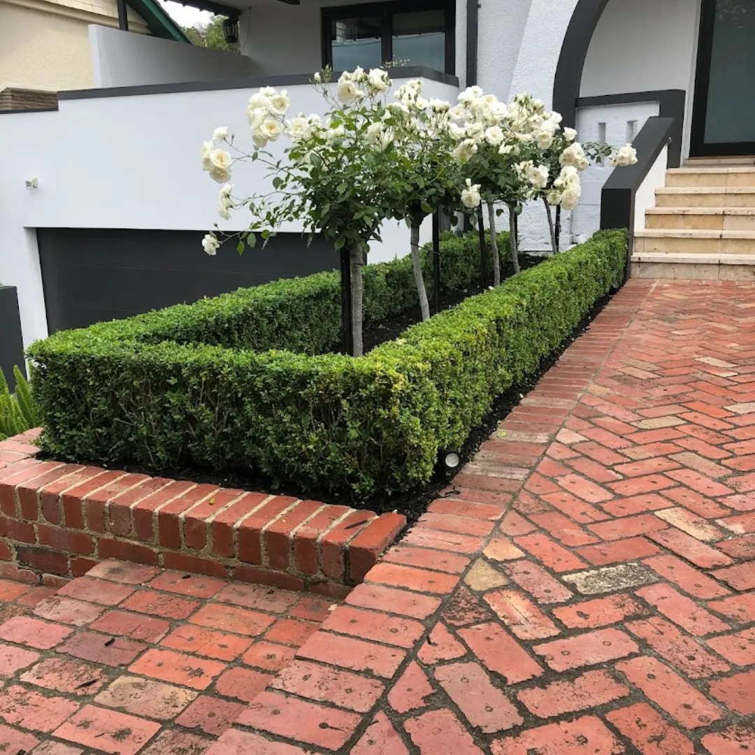 hedge trimming Glen Iris structured front garden