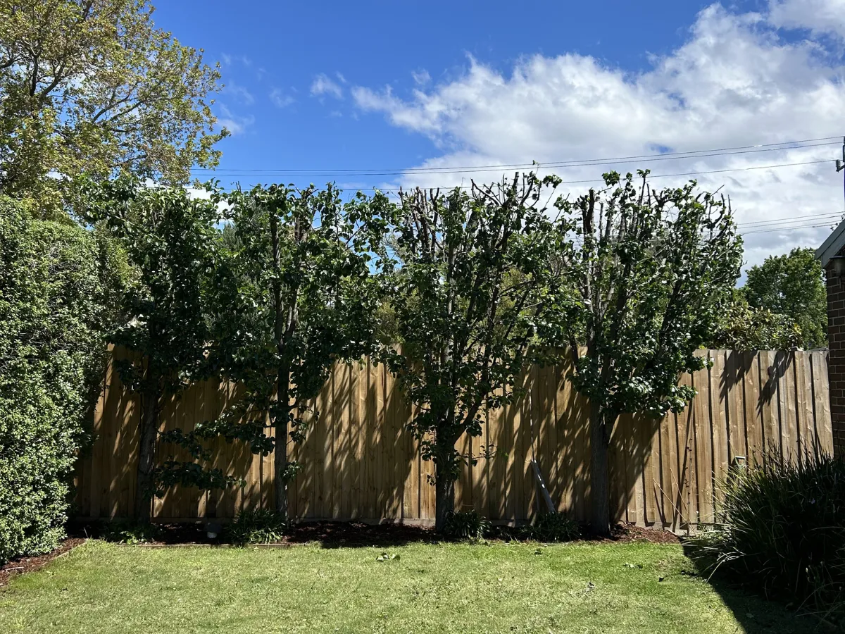 lawn mowing Glen Iris freshly cut residential lawn
