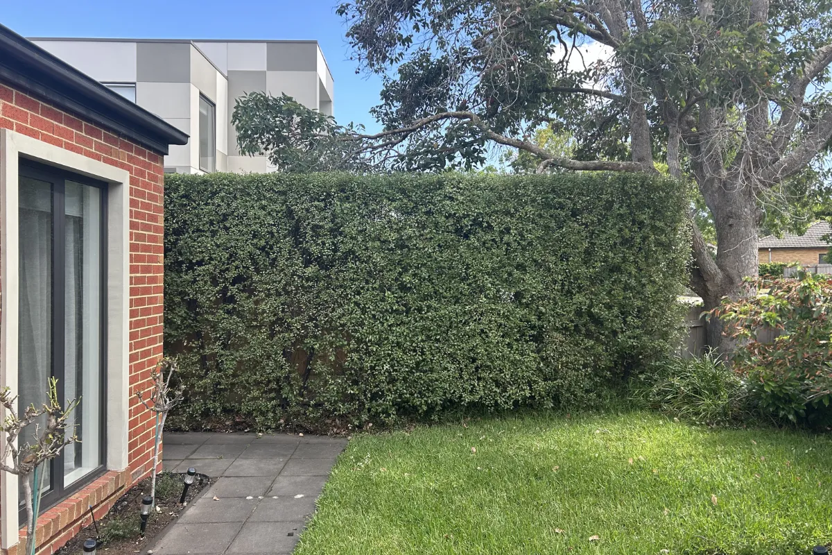 hedge trimming Glen Iris garden maintenance