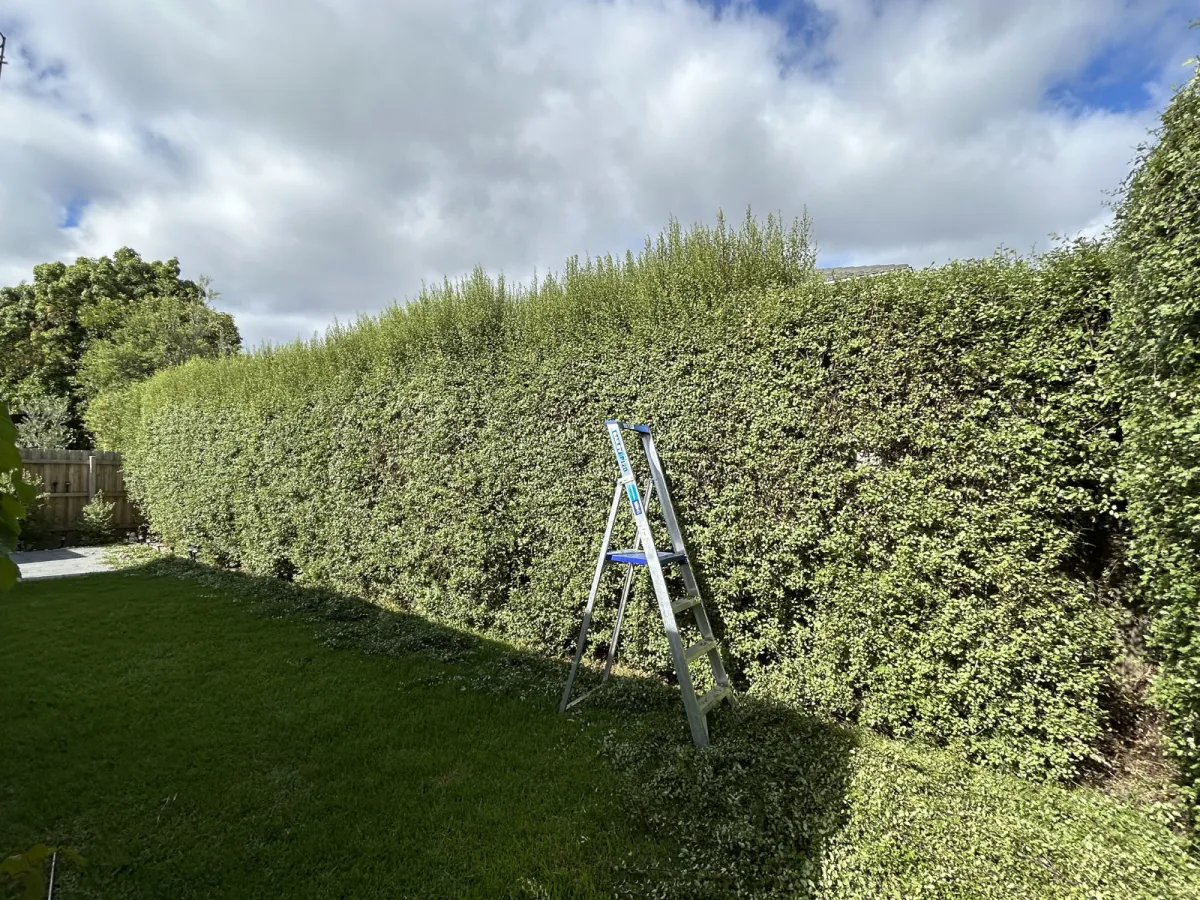 hedge trimming Glen Iris shaping hedges