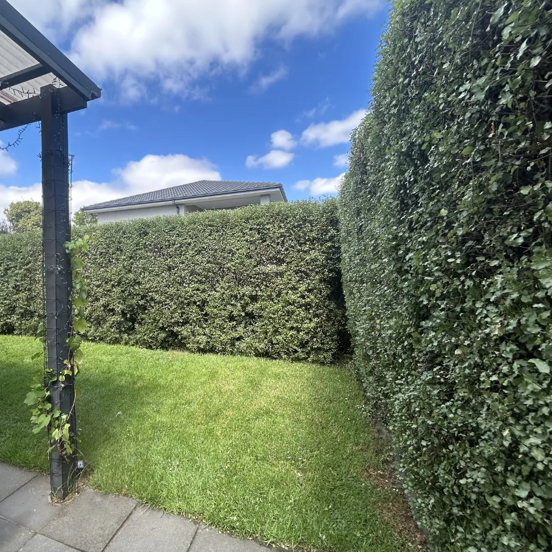 hedge trimming Glen Iris service areas
