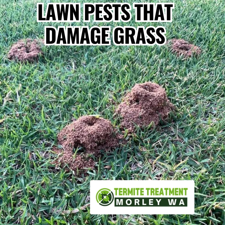 Lawn with damaged grass caused by pests, showing need for pest control.