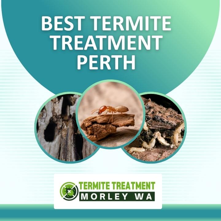 Termite treatment Perth