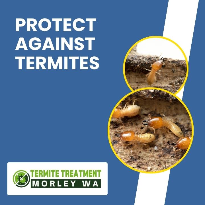 Termite Protection Tips