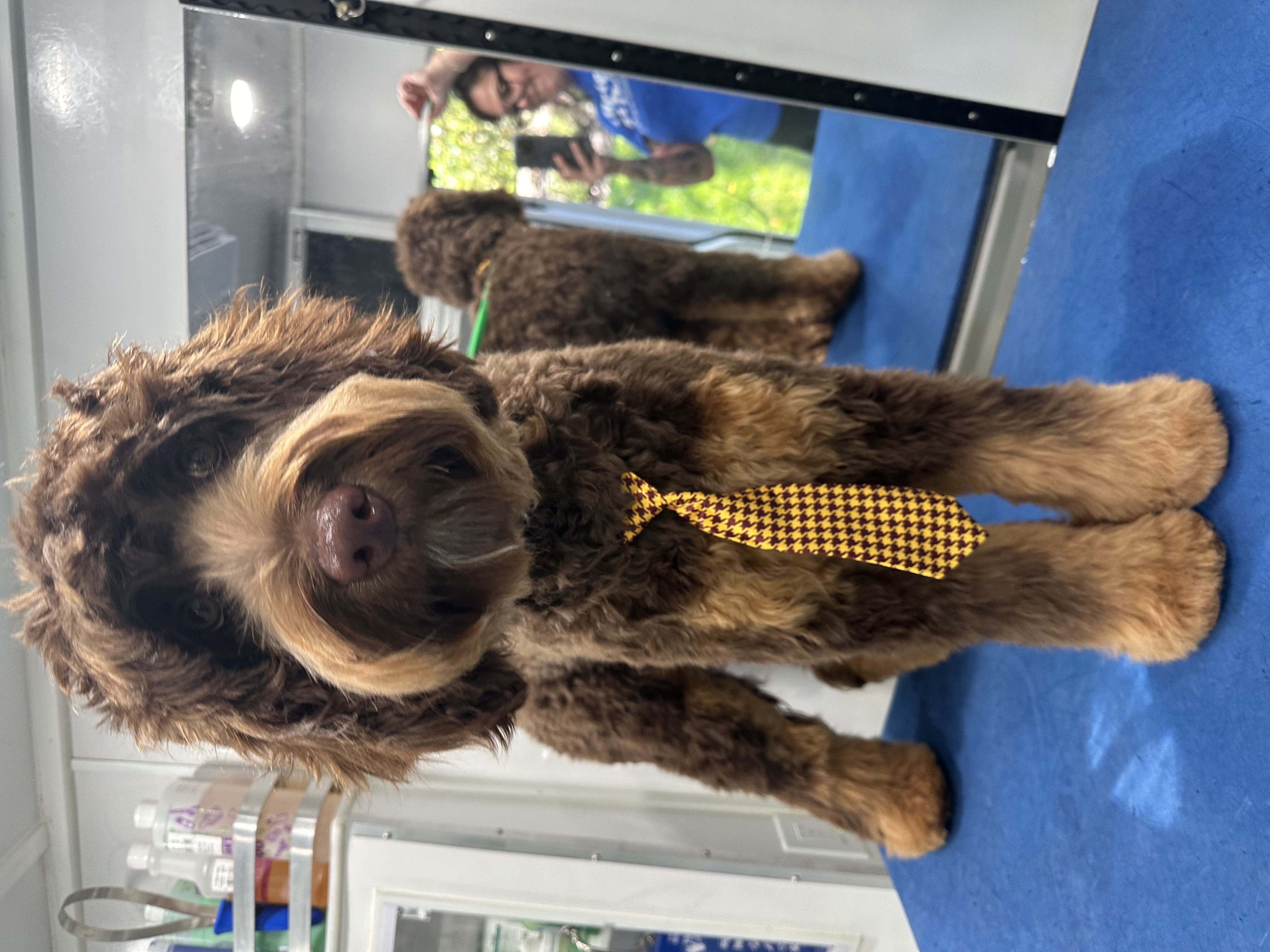 Dog grooming details