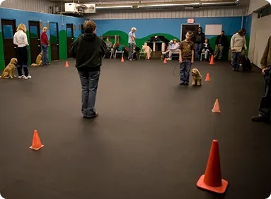 Spacious indoor dog daycare play area
