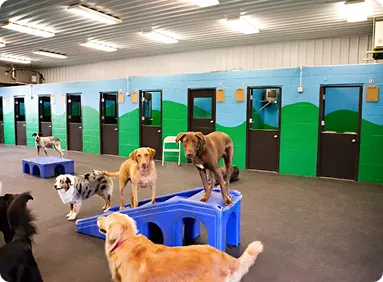 Outdoor play area at All Tails 'R' Waggin'