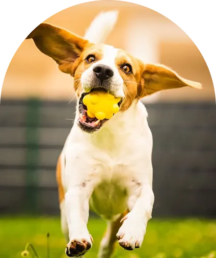 A brown and white Basenji dog 
