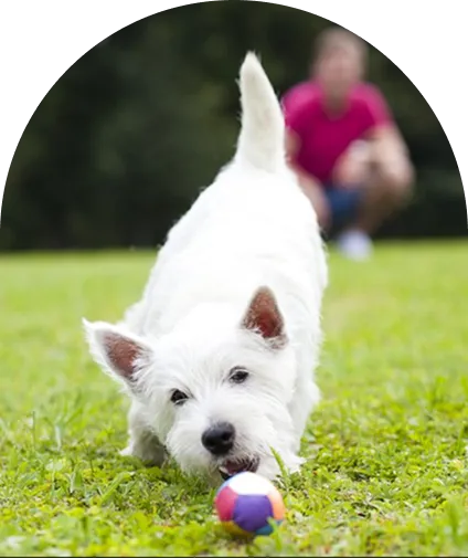 A brown and white Basenji dog 