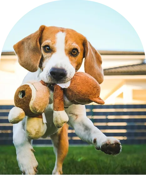A brown and white Basenji dog 