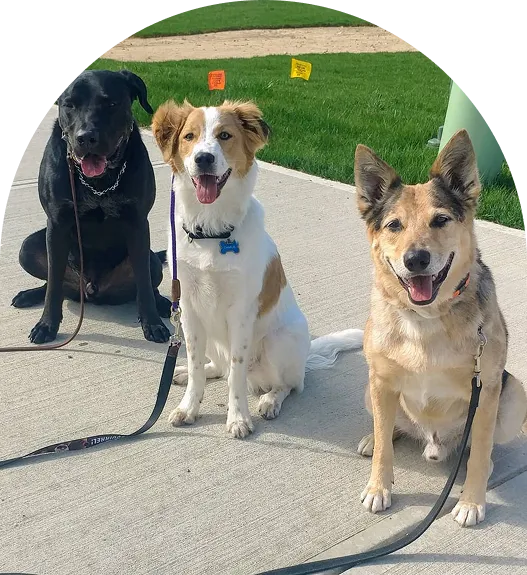 A brown and white Basenji dog
