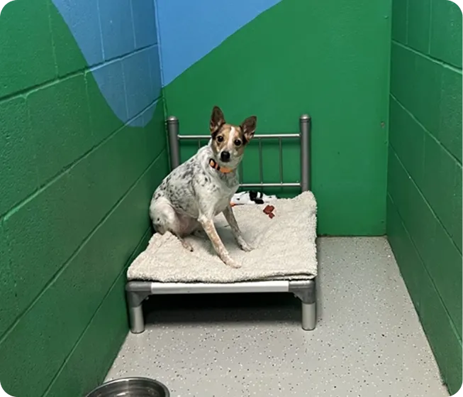 Two small Yorkshire Terriers on a miniature bed alongside a fluffy Chow Chow and a cat at DogDayz dog boarding in Noblesville, IN