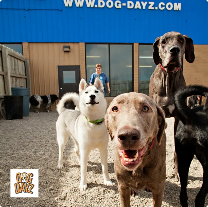 Five dogs are gathered close together indoors.