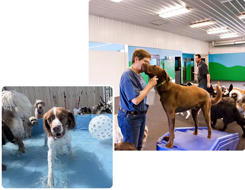 Dogs interacting with staff at an indoor dog daycare