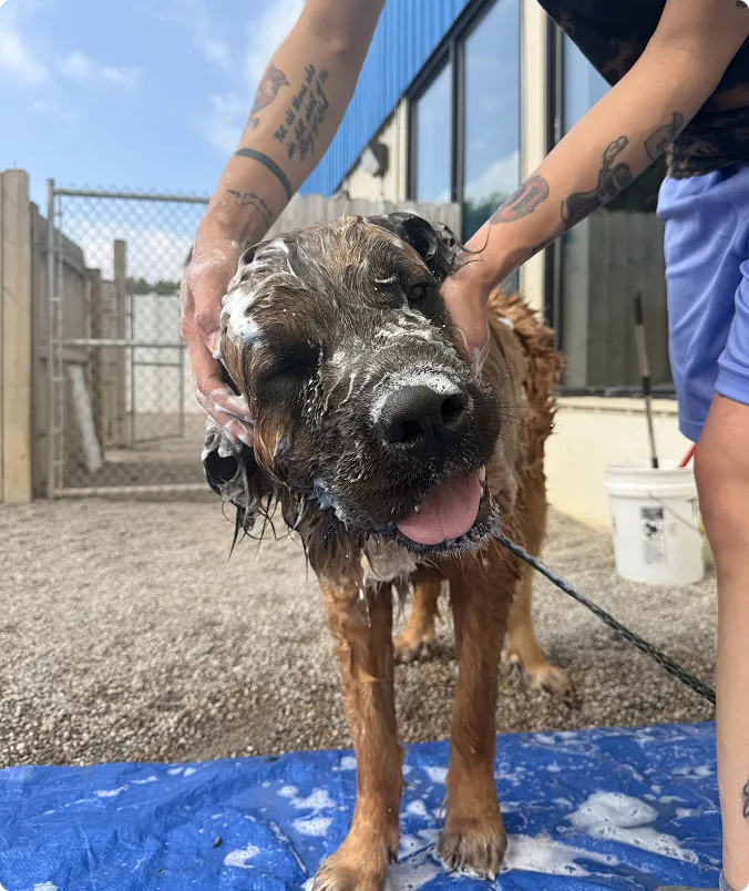A happy, wet Corgi covered in soap suds smiling during a bath