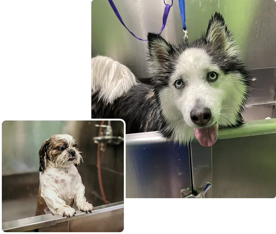 Groomer trims a fluffy white dog next to a small wet dog in a bathtub.