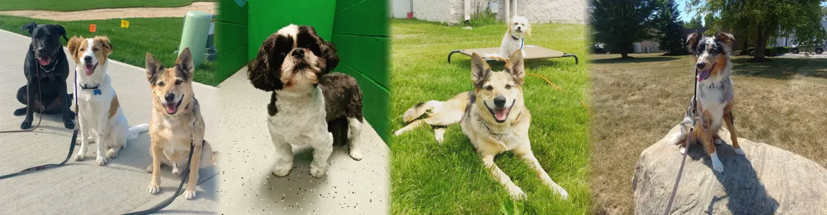 mixed-breed dogs socializing at a doggy daycare