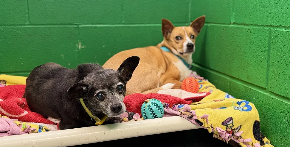 Rat Terrier resting on an Kuranda Bed