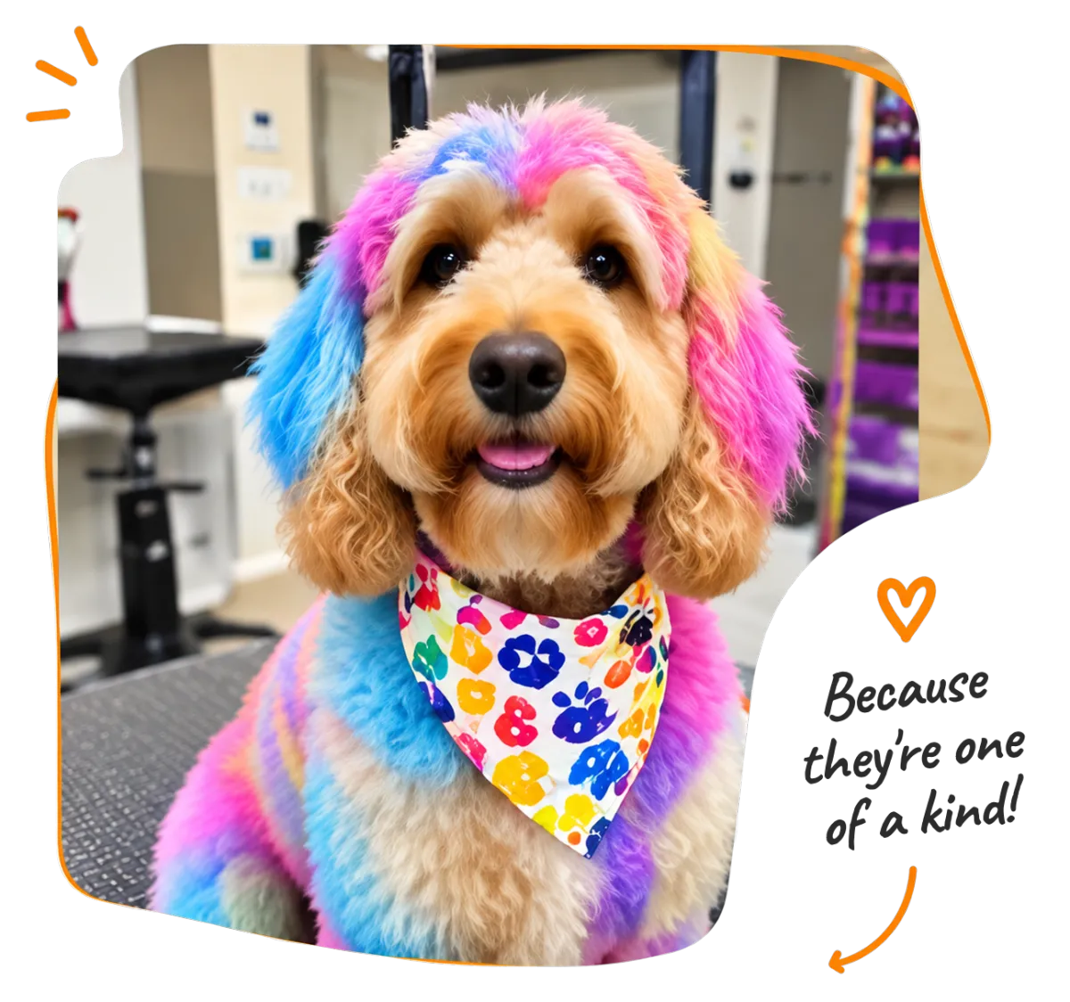 light brown Cavapoo dog being groomed with scissors
