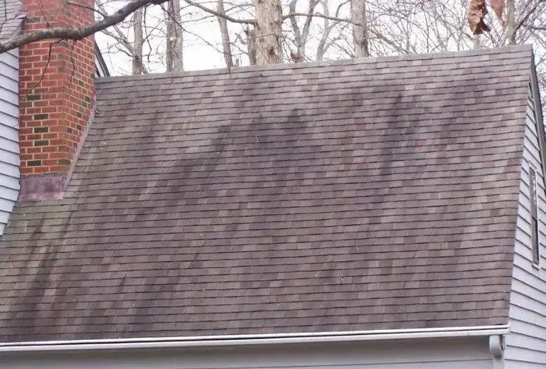 Algae forming on roof due to dried out shingles