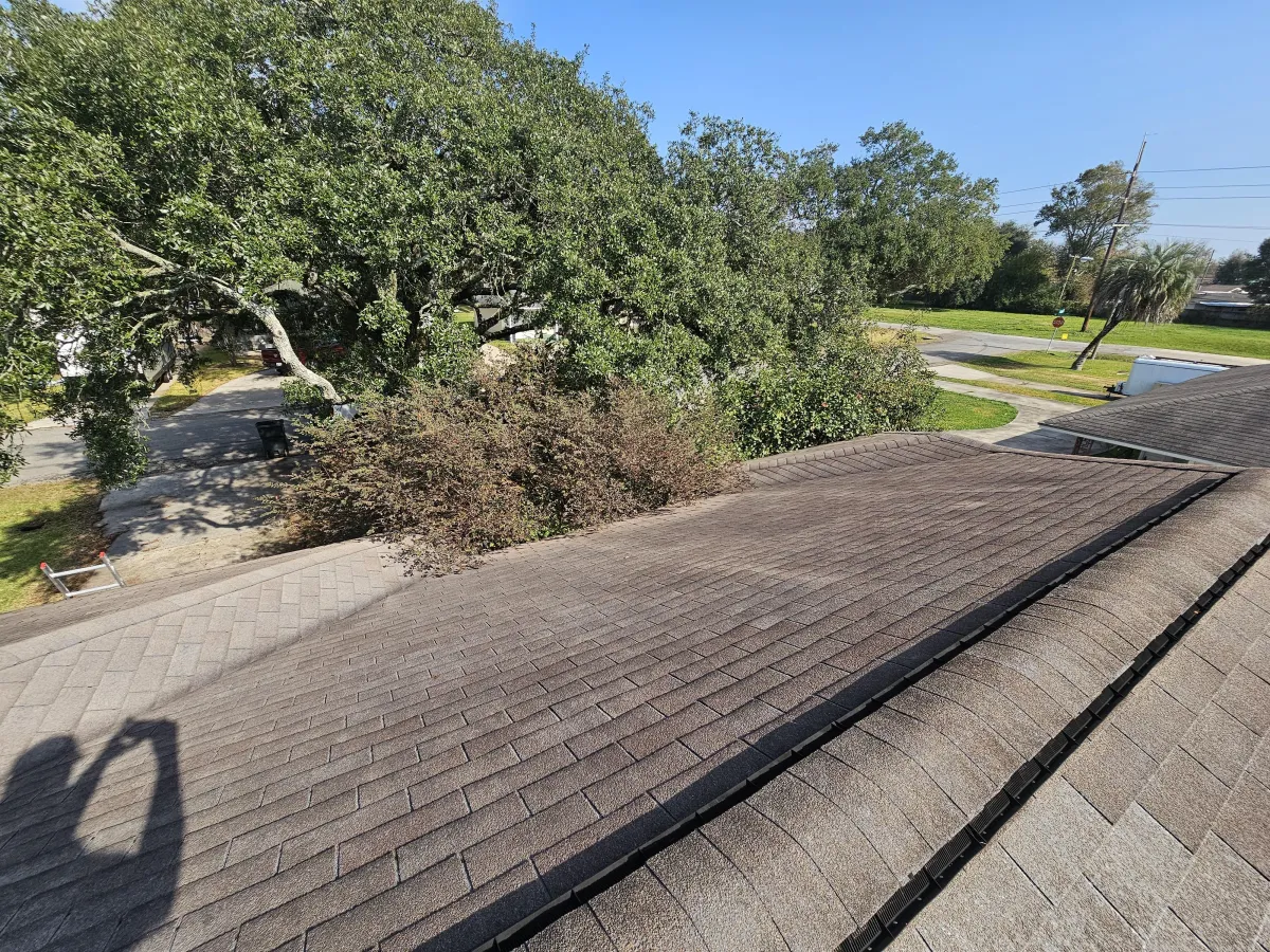 Trees growing into a home