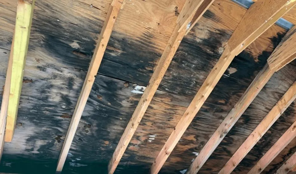 mold in attic