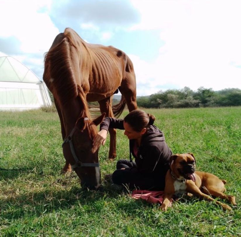 Caballo Espartaco, caso real de comunicación animal